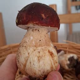 Mapedetuvi_